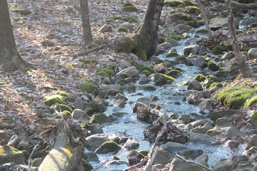 Forest Stream in Early Spring