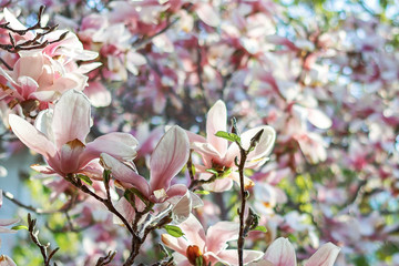 Magnolia Blooms