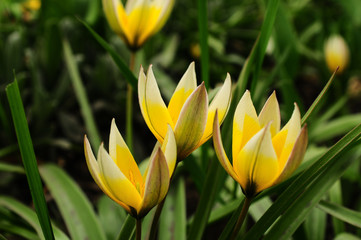 SPRING COLLECTION OF FLOWERS CLOSEUP