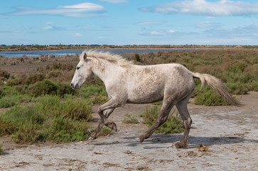 A herd of mare of white horses of Camargue are playing in the pond