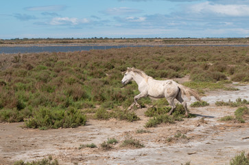 Obraz na płótnie Canvas A herd of mare of white horses of Camargue are playing in the pond