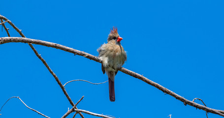 Backyard female Cardinal