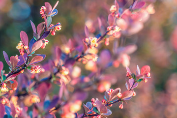flowers background. Beautiful floral spring abstract background of nature. Soft focus, toned picture, copy space.