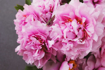 Beautiful pink peony flowers in full bloom on grey concrete background.