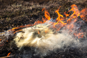 Dry grass burns in summer from the heat. Burning grass in the field and forest. The burnt ground after a forest fire.