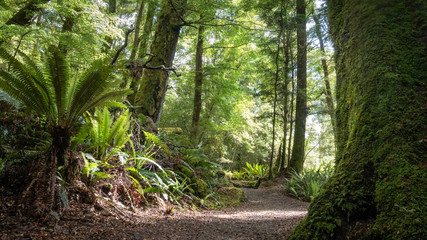 Dense ancient forest with ferns and path leading through it. Low perspective shot made on Kepler Track, Fiordland National Park, New Zealand