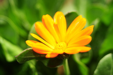 SPRING COLLECTION OF FLOWERS CLOSEUP