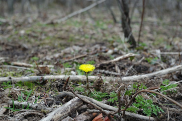 Yellow flower among branches and trees