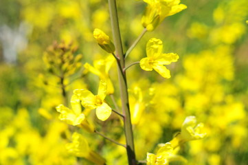 SPRING COLLECTION OF FLOWERS CLOSEUP