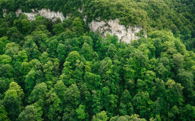 Forest, crowns of trees, green and beautiful dense with rocky cliff.