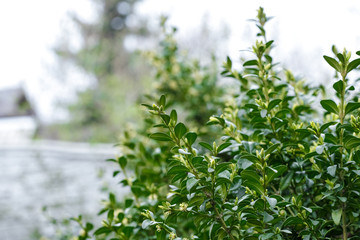 Boxwood is blooming. Big bushes. Bloom. B xus