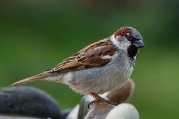 The House sparrow, Passer domesticus,male sitting on a stone at a bird watering hole. Czechia. Europe.
