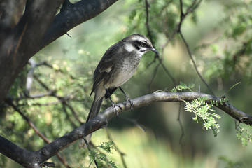CALANDRIA DE COLA LARGA - ZOÑA (Mimus longicaudatus)