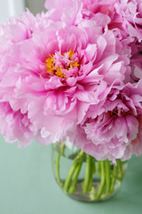 Beautiful bouquet of fresh pink peony flowers in full bloom in vase.
