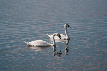 Fototapeta na wymiar two white swans in a pond, Swan lake