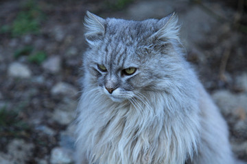 Naklejka na ściany i meble Lion cat. Fluffy grey cat with the ash color is seriously looking into the distance. Cat looks like a lion because of his lush thick wool and mane