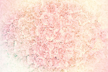 Pink flower background with soft haze pastle powder pink romantic concept mask layer fade for wedding or Valentine’s Day love