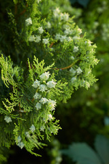 Thuja orientalis