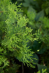 Thuja orientalis