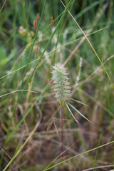Trifolium angustifolium