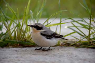 Little bird sit in grass