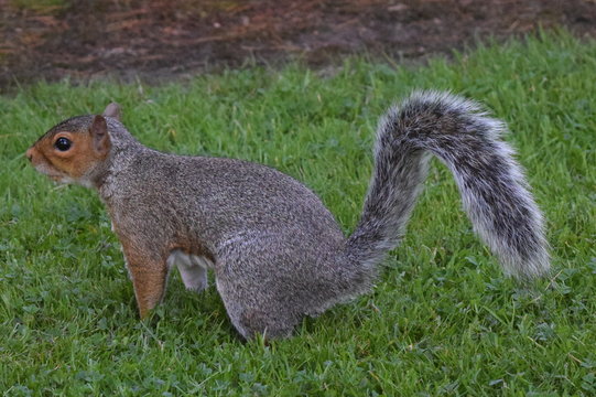Closeup picture of a squirrel on grass in the botanical garden of Edinburgh