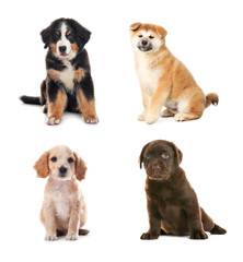 Collage with adorable puppies on white background. Baby animals