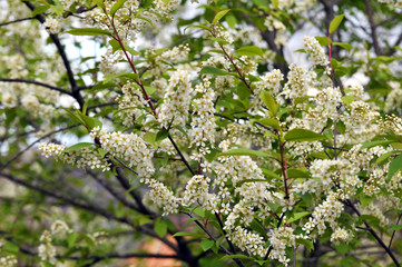 In spring, prunus padus blooms in nature