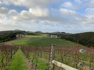 Fototapeta na wymiar Overlooking a vineyard on a green hill