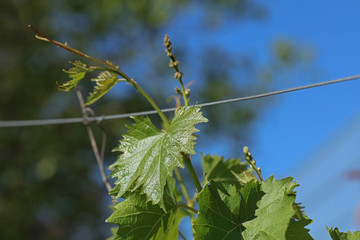 Weinblatt an einem Rebstock