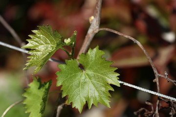 Weinblatt an einem Rebstock