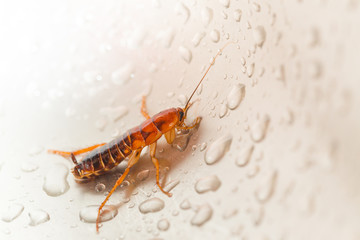Large cockroach in a stainless steel sink against the background of a drop of water