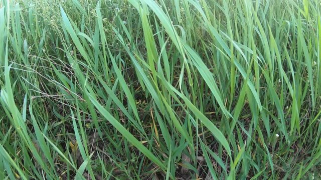 Field grass swaying in the wind. The sun's rays among the leaves of grass.
