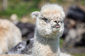 Close of white Alpaca with head erect and funny expression © Nigel