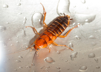 Large cockroach in a stainless steel sink against the background of a drop of water