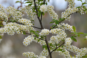In spring, prunus padus blooms in nature