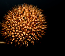 crown-shaped spherical fruit