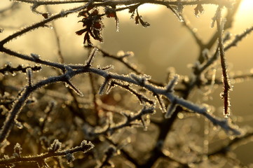 Fototapeta na wymiar frost thorn