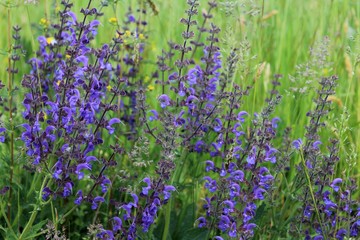 Un mazzo di Salvia pratensis cresce in un prato di primavera