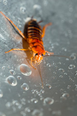 Large cockroach in a stainless steel sink against the background of a drop of water