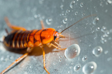 Large cockroach in a stainless steel sink against the background of a drop of water