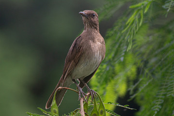 the bird 