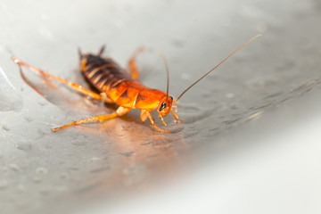 Large cockroach in a stainless steel sink against the background of a drop of water