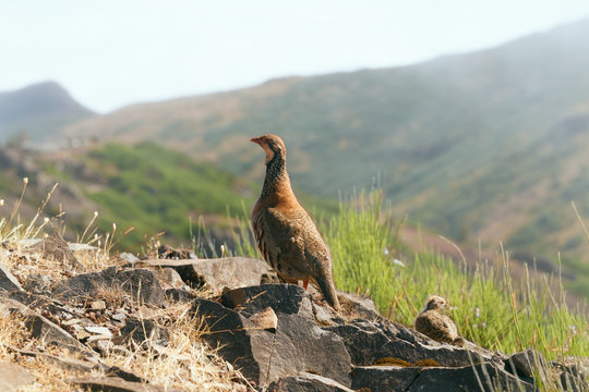 The rock partridge Alectoris graeca birds a bird of a pheasant family with chicks on a hiking trail in the mountains of Madeira.