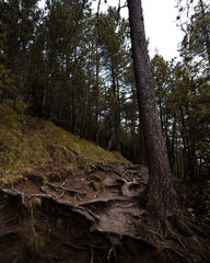 Bosque 