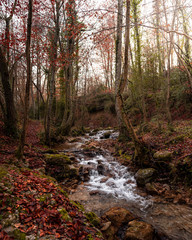 Obraz premium Bosque