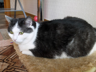A well-groomed domestic cat in a peaceful posture