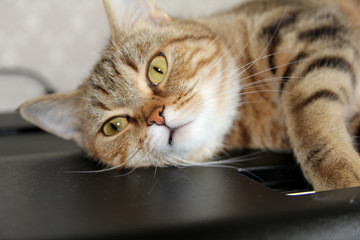 A well-groomed domestic cat in a peaceful posture