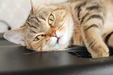 A well-groomed domestic cat in a peaceful posture