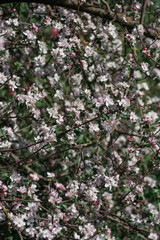 Obraz premium blooming tree branch, blooming gardens in spring